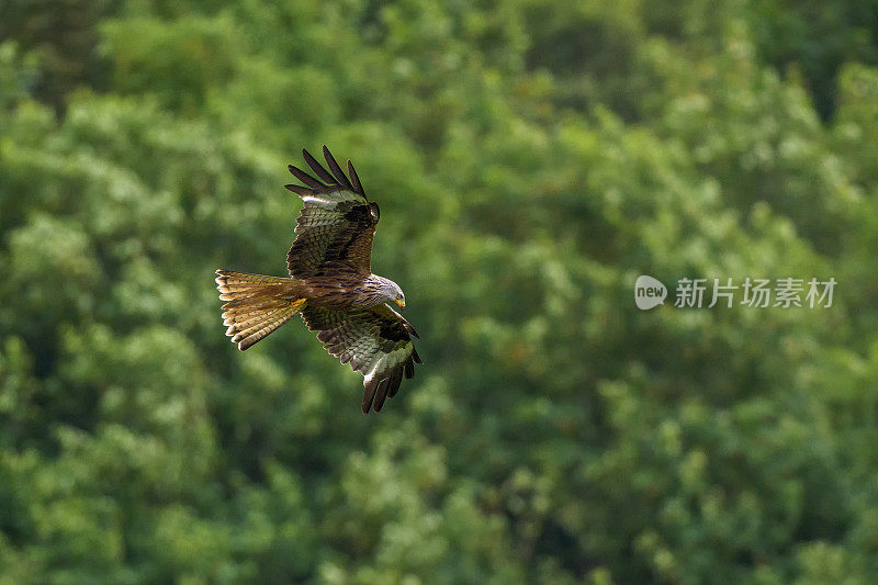 一只红色的风筝(Milvus Milvus)